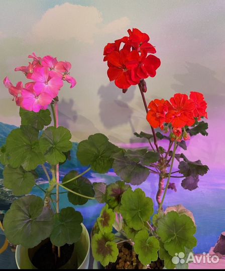 Пеларгония (герань)