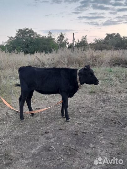 Телята телочки