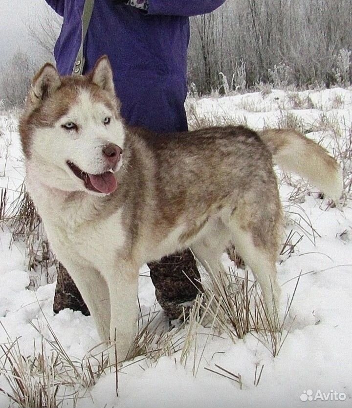 Хаски Космос в добрые руки