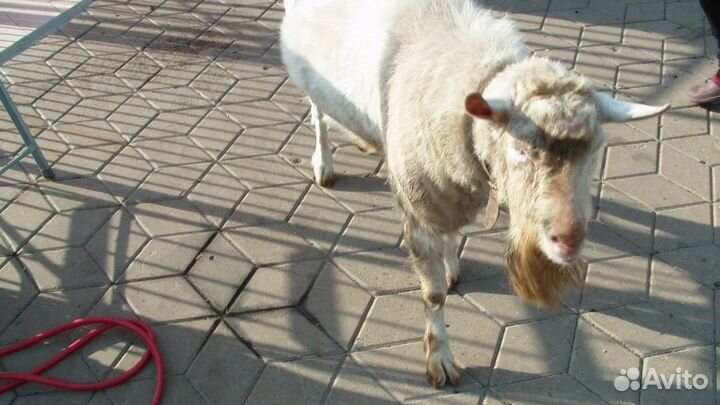 Козел для вязки