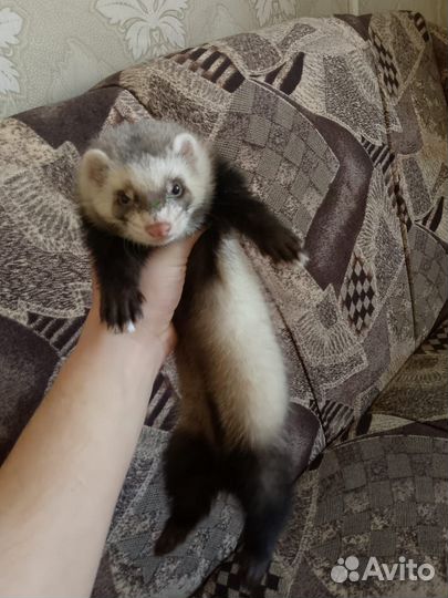 Продам хорька