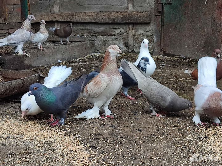 Продажа голубей