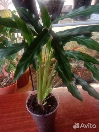 Калатея руфибарба