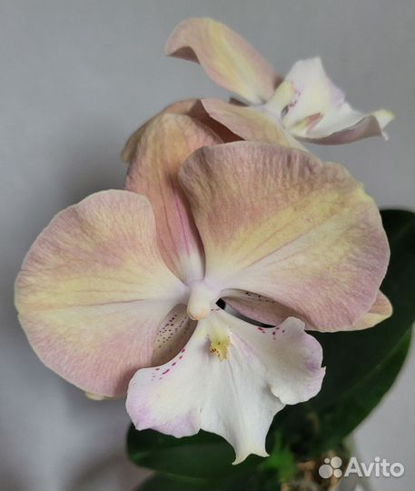 Орхидея фаленопсис биг лип Единорог