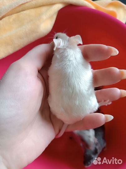 Отдам мышей