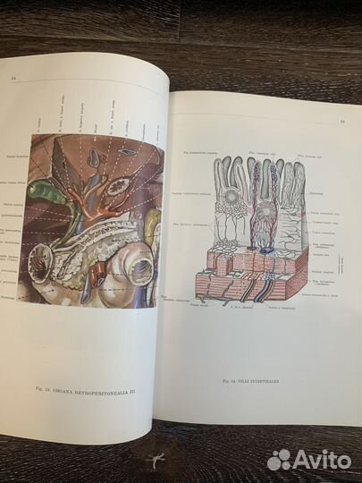 Анатомия Атлас Кишш- Сентаготаи