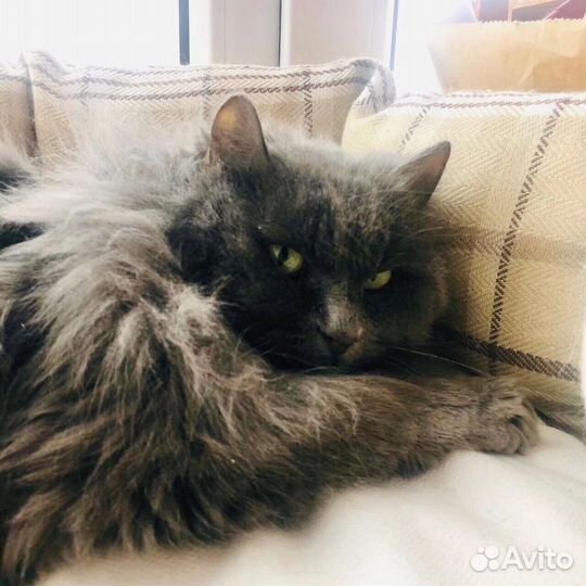 Кошка в дар