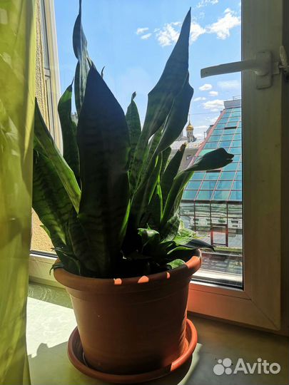 Хамедорея арека, сансевиерия, Молочай Эуфорбия