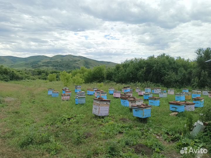 Мед горный