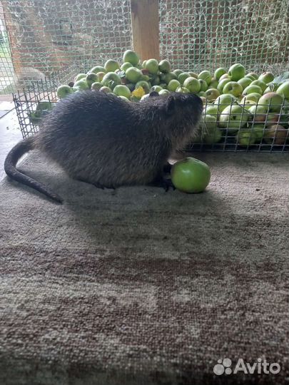 Нутрии на племя