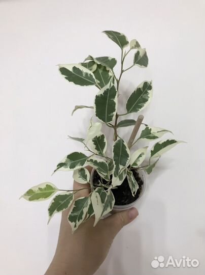 Фикус Де Гантель (или другой)