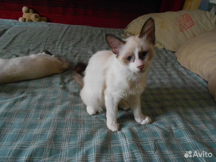 Котята в добрые руки даром
