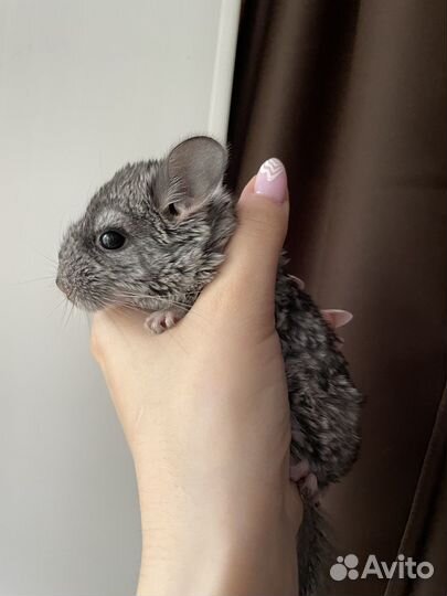 Шиншилла