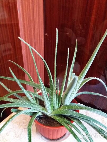 Алоэ вера растение