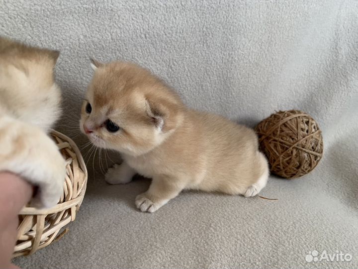 Британские котята золотая шиншилла