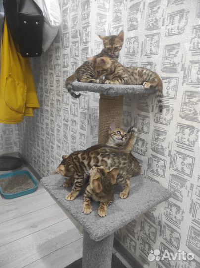 Бенгальские котята