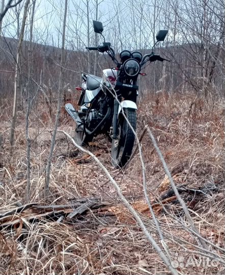 Рейсер Тигр