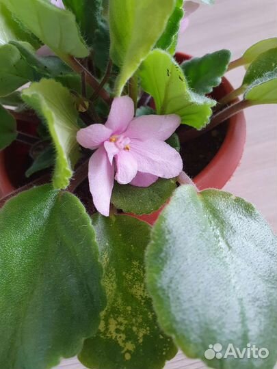 Фиалки в горшках