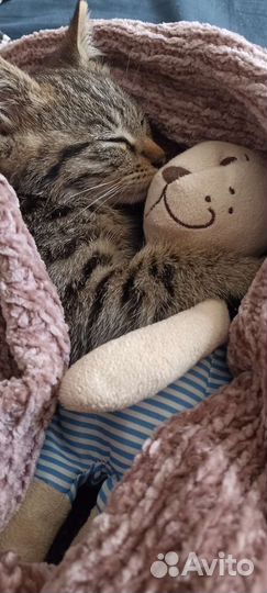 Котенок Басик в добрые руки