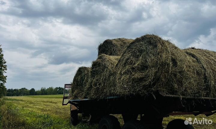 Продам сено в рулонах