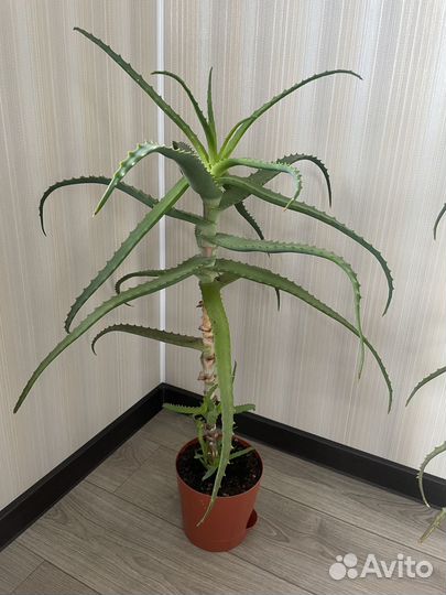 Комнатные цветы Алоэ