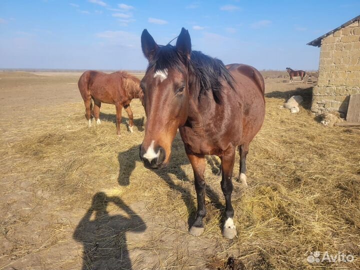 Чистокровные кобылы