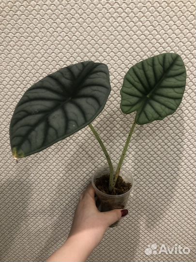 Алоказия небула