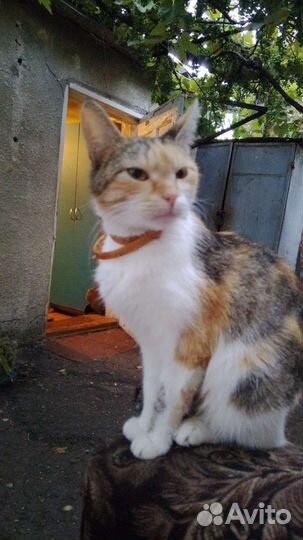 Кошка в дар бесплатно