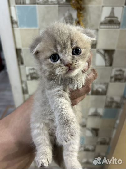 Шотландская вислоухая