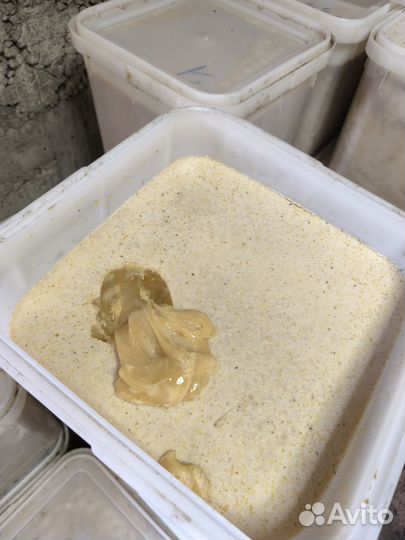 Мёд Алтайский