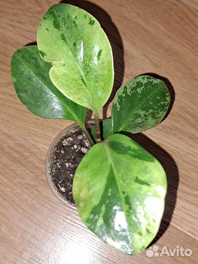 Пеперомия Инкана,Россо