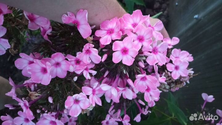 Флоксы Капитан и другие