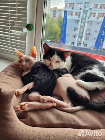 Котёнок мальчик