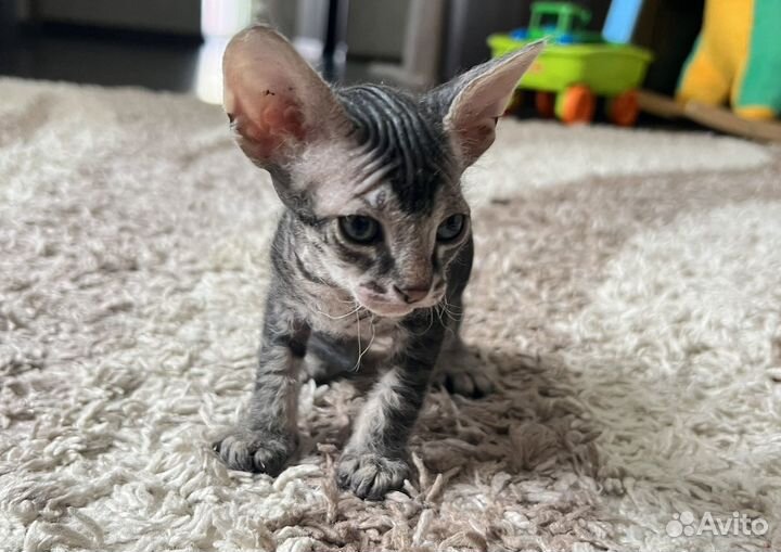 Донской сфинкс