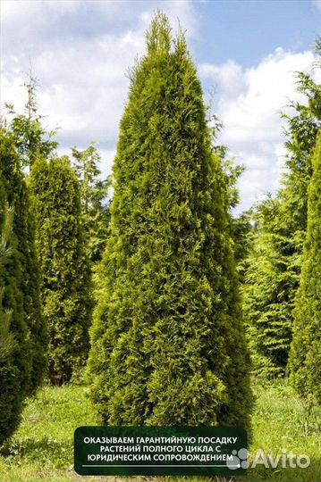 Туя западная Смарагд, крупномер