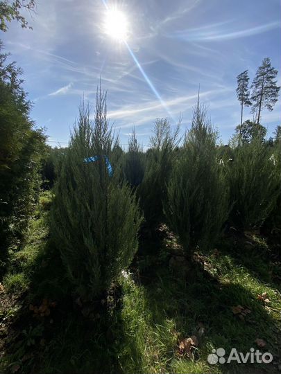 Можжевельник Блю Эроу 2,1 м