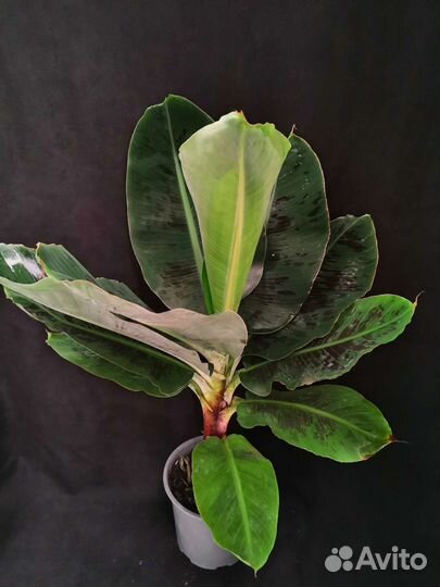 Пальма банан муса 19/78