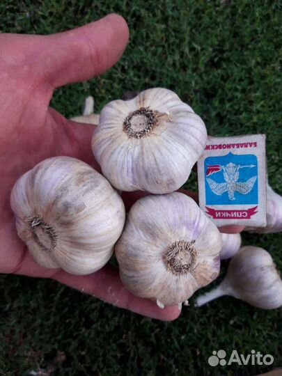 Чеснок на посадку со своего огорода
