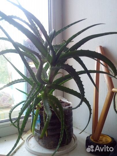 Алоэ трёхлетний