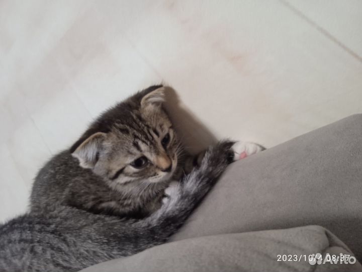 Отдам даром бесплатно
