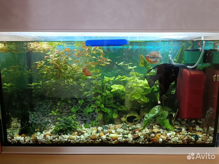 Аквариум