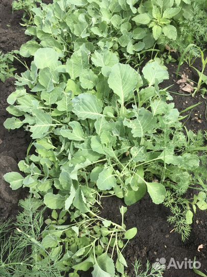 Капуста рассада Мегатон