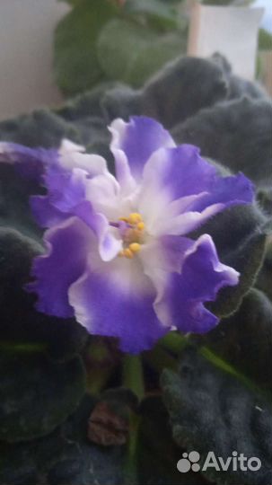 Сортовые фиалки