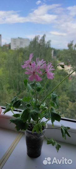 Пеларгония герань