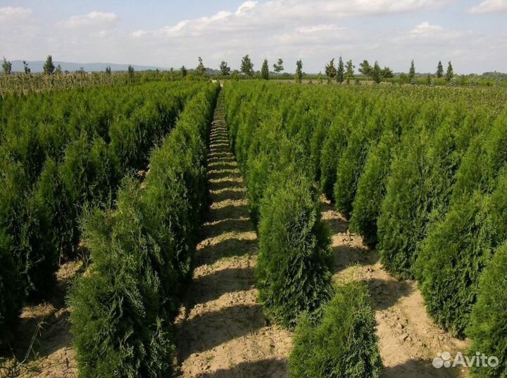 Туя Смарагд, Колумна, Брабант оптом