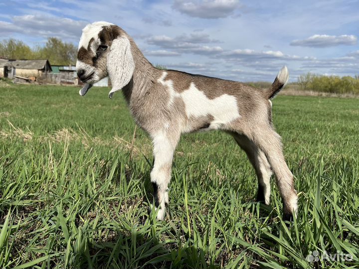 Англо нубийские козлята