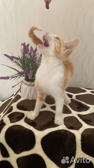 Котик в добрые руки