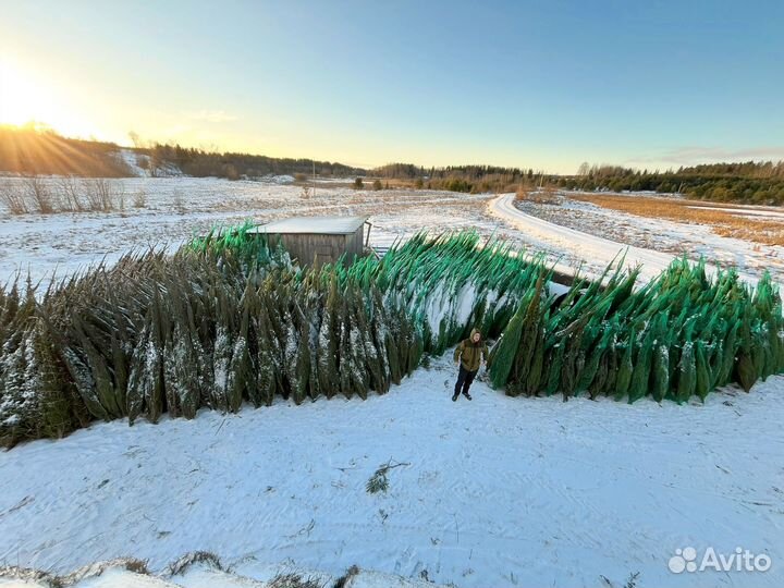 Елка новогодняя живая