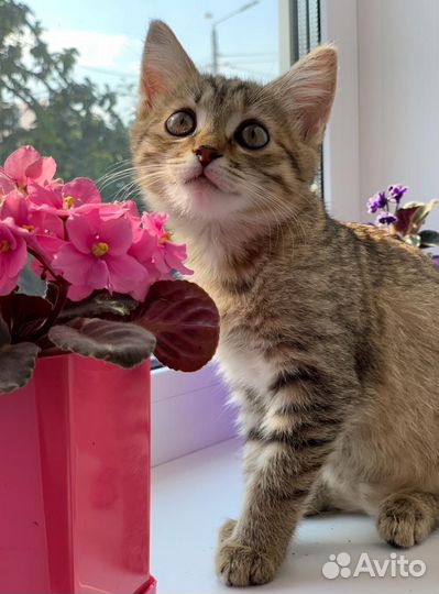 Маленькая принцесса