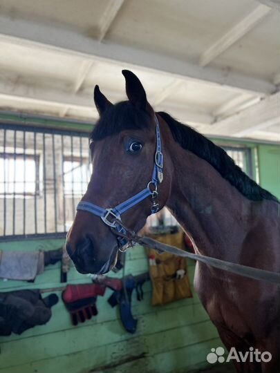 Жеребец рысак